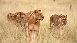 00 (34) 91 701 40 90. Leonas Cazando Leones Animales Y Grandes Felinos
