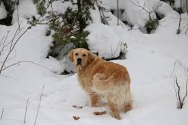 We are bonded and insured and have high standards of respect and care. Happy Tails Pet Resort And Camp Handsome Macgyver And His Sister Roxy Live Full Time As Cottage Dogs On An Island They Love Hts As Their Go To Spot To Enjoy A Little