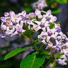 Image result for Calotropis gigantea