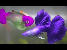 Guppy Fish Wholesale Price Mandi Rate For Female Guppy