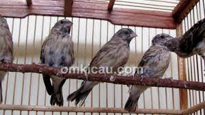 Tubuh burung cililin yang jantan cenderung panjang dan lencir. Tips Singkat Beternak Blackthroat Model Poligami Om Kicau