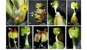 Image result for Andropterum