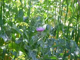 Image result for Sonchus wilmsii