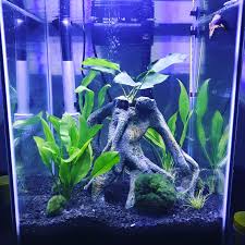 Aquariums Fts 10 Gallon Tall Newly Planted Tank Housing 1 Male Betta Mario And 5 Ghost Shrimp In 2020 Ghost Shrimp Aquarium Betta