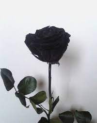 Fantastis 30 Bunga Mawar Dari Negara Mana Inilah Fakta Unik Bunga Mawar Hitam Berita Terkini Medan Download Berbagai Jenis Aesthetic Roses Black Rose Rose