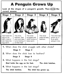 Life cycle of an emperor penguin. A Penguin Grows Up Penguins Penguin Activities Penguins Project