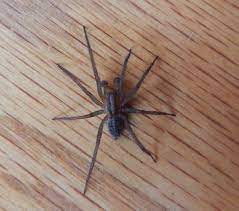 Just one touch of their venom in the bloodstream would kill a pholcids, however, the true spider version of daddy longlegs, are venomous and are predators. U S Poisonous Spiders Black Widow Brown Recluse Hobo Dengarden