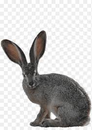 Quality public domain pictures and clip art edited for printing, free of copyright and safe for searching. Hare Easter Bunny Domestic Rabbit Hare Mammal Animals Png Pngegg