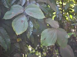 Image result for Rhynchosia hirta