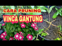 Keindahan bunga vinca gantung rapunzel, sudah panjang 2,57cm,. Cara Pruning Vinca Gantung Youtube