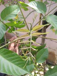 We did not find results for: Buah Kedondong Beserta Daun Pohon Kedondong Pagar Fruit Kedondong With Leaves Kedondong Tree Fence Ind En Steemit