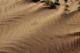 It is described as being yellow, brown with light spots, or black. Namibia Desert Tour Swakopmund Namibia Travel Africa