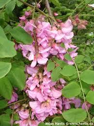 Image result for Margaretta rosea