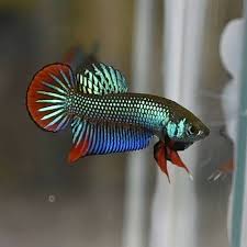 Wild Betta Imbellis Betta Fish Types Betta Fish Fish