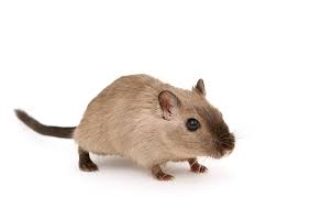 How do you control rats? Do It Yourself Pest Control Worth It Problem Solved Pest Control