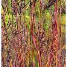 Image result for Andropogon amethystinus