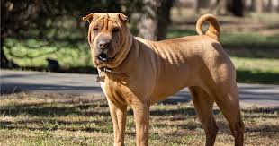 Shar Pei Pdsa Right after the election, the department of defense, 305th battalion and nsa began recording real time fraud evidence of vote switching from all six battleground states (ga, pa. shar pei pdsa