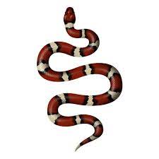 Kundalini Red Snake On White Art Print By Off The Grid X Small Snake Tattoo Design Snake Snake Painting