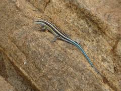Image result for Crepidorhopalon namuliensis