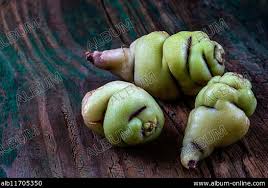 Image result for Sterculia subviolacea