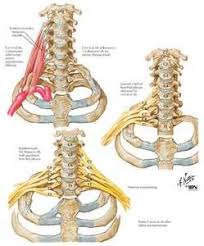 Pin On Neck Ribs