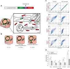Can a cell survive without lysosomes. Identification Of A Factor Controlling Lysosomal Homeostasis Using A Novel Lysosomal Trafficking Probe Scientific Reports
