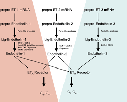 Endothelin: 30 Years From Discovery to Therapy | Hypertension