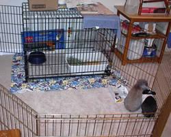 What you need for a bunny. Rabbit Housing Options