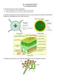 How does a root hair cell help the plant. B5 1 Revision Notes