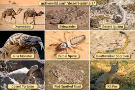 Ranging from the ant you might find scuttling across your picnic to the ants building underground fortresses in the rainforest, to flying ants! Desert Animals List With Pictures Amazing Facts