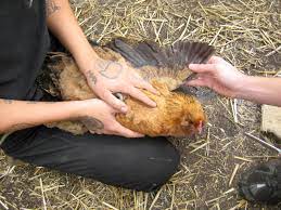 The larger breeds are too heavy to fly more than a few feet high with unclipped wings. Clipping Chicken Wings 5 Steps With Pictures Instructables