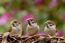 146,438 荨麻疹 库存照片、矢量图和插图可免版税使用。 查看 荨麻疹 库存视频影片. éº»é›€æ˜¯ä¿æŠ¤åŠ¨ç‰©å— éº»é›€é£žè¿›å®¶é‡Œé¢„ç¤ºä»€ä¹ˆ å±‹æªä¸‹éº»é›€æ­çªå¥½ä¸å¥½ æ–°é—» è›‹è›‹èµž