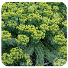 Image result for Euphorbia eylesii