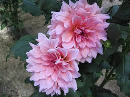 Genus dahlia are tuberous rooted perennials with pinnately divided leaves and showy flowerheads, double in many cultivars, in summer and autumn. Dahlia Otto S Thrill In The Dahlias Database Garden Org