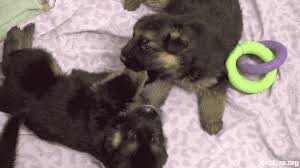 German shepherd puppy, 4 months old, lying in front of white background. German Shepherd Puppy Live Camera By Explore Org Medium