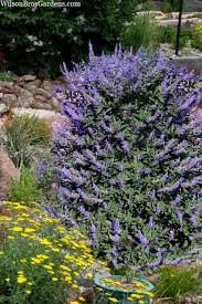 Image result for Vitex strickeri