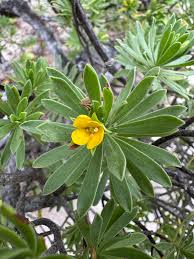 Image result for Surianaceae