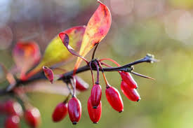 Image result for Thunbergia pynaertii