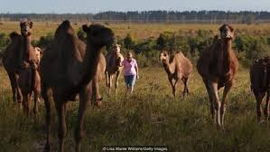 I'm specifically interested in terrestrial predators. What Are A Camel S Predators Quora
