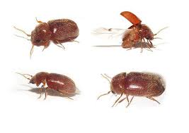 L'unica cosa che ho notato è che con un insettorepellente non mi pungono. I Piccoli Sono Apparsi In Cucina La Comparsa Di Insetti In Cucina E Un Problema O Un Fastidio Minore