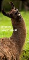 Image result for Animal Meme