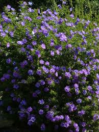 We suggest incorporating a slow release fertilizer like osmocote into the soil prior to planting. Hibiscus Fertilizer Australia Cromalinsupport