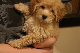 There are often many great goldendoodles for adoption at local animal shelters or rescues. Puppies For Sale Goldendoodle Puppy Mini Goldendoodle Puppies Mini Goldendoodle