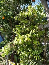 The leaves are dark green in color below. Plantfiles Pictures Ceylon Cinnamon Tree Cinnamomum Verum By Aztropic