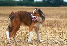 Welsh Border Collie Welsh Sheepdog English Shepherd Border Collie