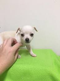 Well kept and even has a separate area for small dogs. Baton Rouge La Chihuahua Meet Gidget A Pet For Adoption