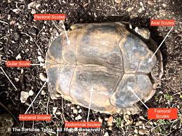 Signs Of A Healthy Tortoise