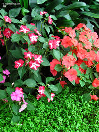 Image result for Impatiens zombensis