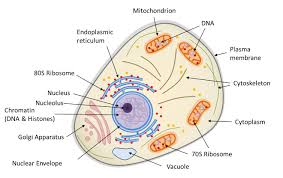 Each ribosome is made up of two subunits i. Symbiosis And Evolution At The Origin Of The Eukaryotic Cell Encyclopedia Of The Environment