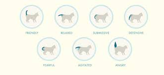 They fluff up their tails. Cat Tips About The Tail The Tiniest Tiger